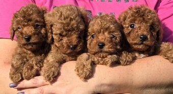 Pudlik, pudel toy-mini -Poodle