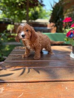 Cavapoo