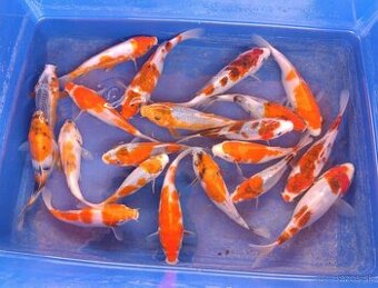 Koi kapor/ koi kapre/jazierkove ryby
