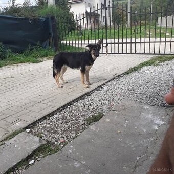 Nemecky ovčiak