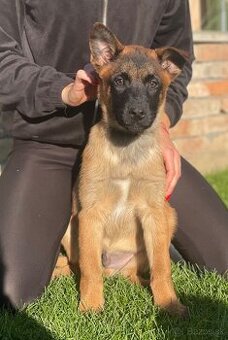 Belgický ovčiak- Malinois s PP