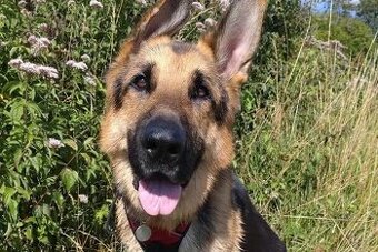 Darujem nemeckeho ovciaka