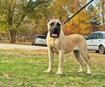 Presa Canario