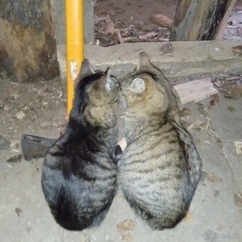 Darujtem jarných kocirikov