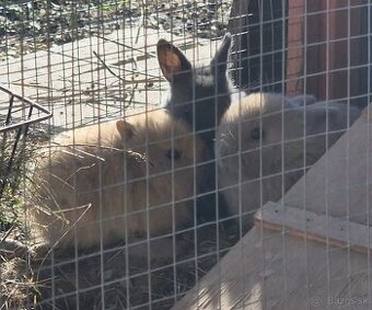 Predám zakrslých zajačikov