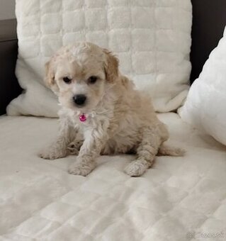 Maltipoo - 1