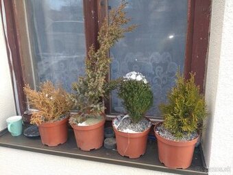 Predám ihličnany, trvalky za super ceny - 1