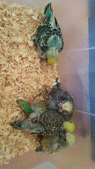 Kupim andulky na dokrmenie