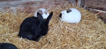 Predám malý chov mäsových králikov.