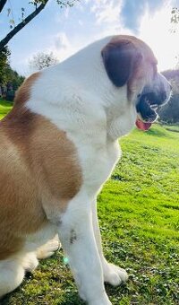 SAO, stredoázijský ovčiak