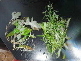 Výmena rastlín za gupky