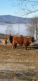 Highland dobytok predaj