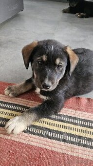 Husky