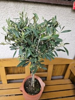 Olivovnik Olea europaea Oliva
