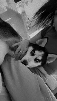 Sibírsky husky