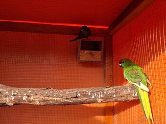Kakariky