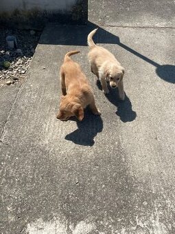 Zlaty retriever, Golden retriever