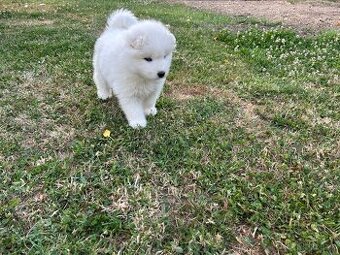 Samojed