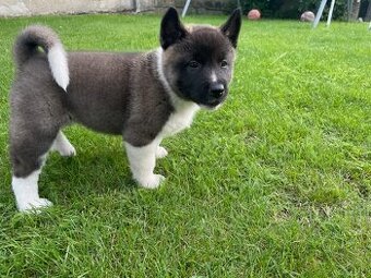 Americká Akita