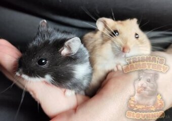 Rozkošné mláďatká škrečka Campbellovho s PP