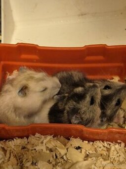 Škrečok Dzungarsky