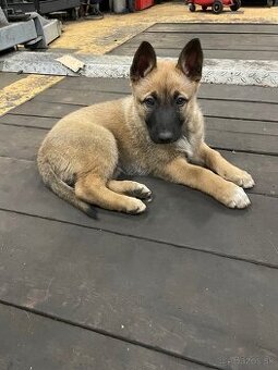 Belgický ovčiak - šteniatka