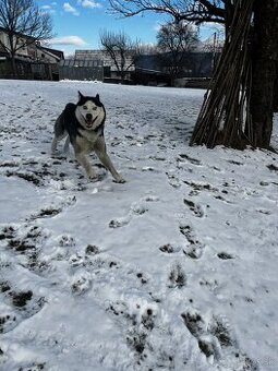 Sibirsky Hasky - ARGO