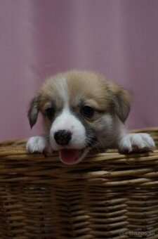 Welsh Corgi Pembroke