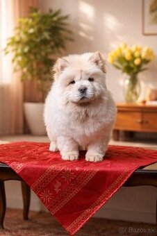 Chow chow/ Čau - čau s rodokmeňom