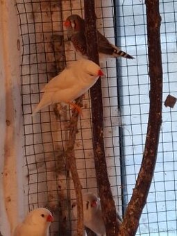 Na predaj Vystavne zebričky