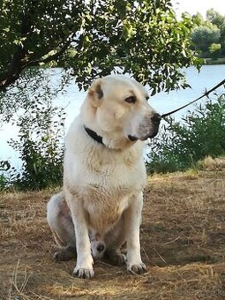 Stredoazijsky ovčiak SAO - krytie