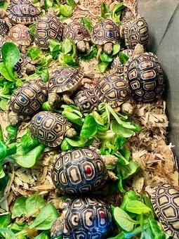 Korytnačka leopardia