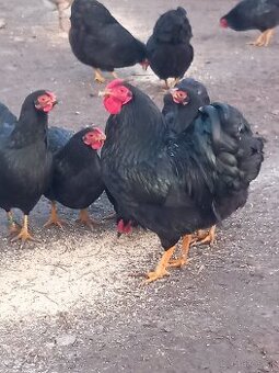 Nasadové vajíčka zdrobnela wyantldotka čierna