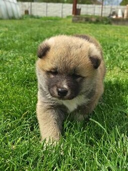 Akita inu šteniatko-rezervované