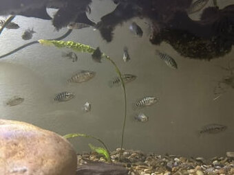 Parachromis managuensis