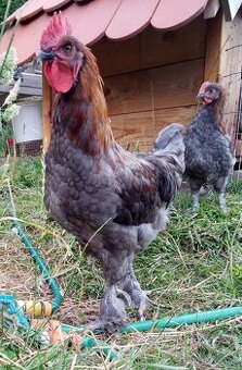 Kohúty marans modrý, čierny