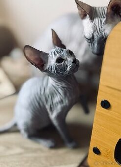 Don Sphynx s PP