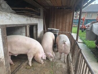 Jatočné ošípané