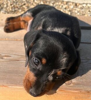 Jazvečík krátkosrsty