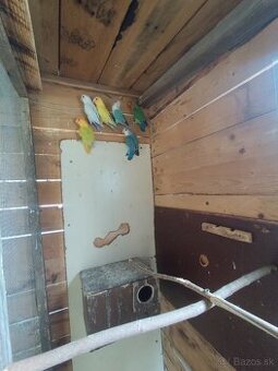 Agapornis Ružovohrdlý