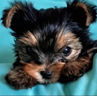 Yorkshirsky terier mini