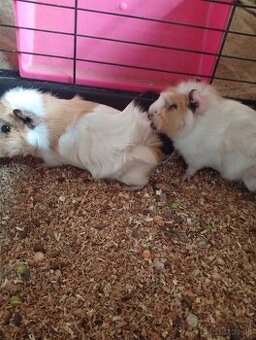 Darujem dve samičky