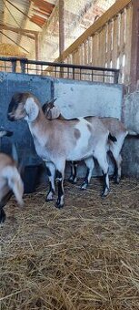 Predám 8 mesačne podielové AN kozičky - 1