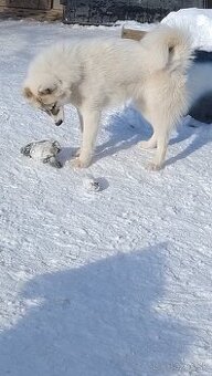 Sibírsky husky /kanadský eskimácky pes