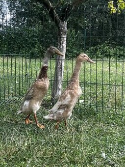 INDICKÉ BEŽCE