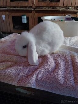 Predam zakrsle zdrobnele teddy zajaciky a barančeky