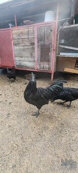 Predám Ayam cemani