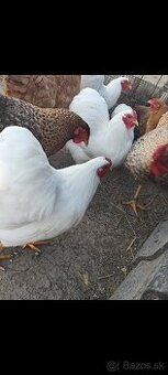 Wyandotka biela zdrobnelá