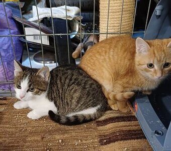 Darujem mačiatka - kocúrikov Pata a Mata