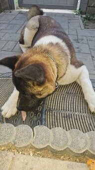 Predam psa americka akita